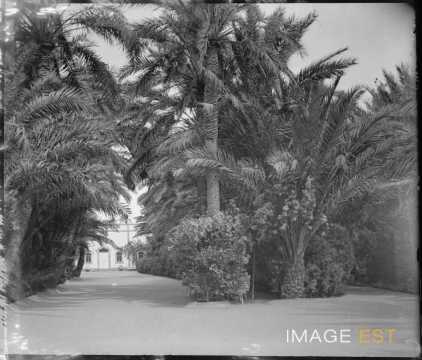 Allée de palmiers du jardin Landon (Biskra)